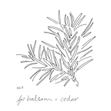 No.7 Fir Balsam + Cedar - small