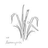 No.6 Lemongrass - medium